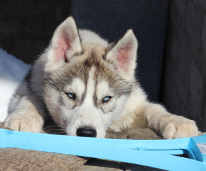 Photo №1. siberian husky - for sale in the city of Samara | 200$ | Announcement № 5463