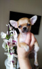 Photo №4. I will sell chihuahua in the city of New York. private announcement - price - 400$