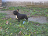 Photo №3. French bulldog puppies. Serbia