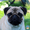 Photo №4. I will sell pug in the city of Minsk. from nursery - price - 780$
