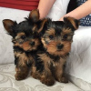 Photo №1. yorkshire terrier - for sale in the city of Афины | negotiated | Announcement № 109863