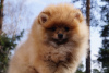Photo №1. pomeranian - for sale in the city of Москва | 391$ | Announcement № 43102