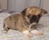 Photo №2 to announcement № 10134 for the sale of chihuahua - buy in Russian Federation from nursery, breeder