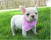 Photo №1. french bulldog - for sale in the city of Prague | Is free | Announcement № 124134