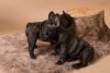 Photo №1. french bulldog - for sale in the city of Munich | 423$ | Announcement № 124650