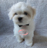 Photo №4. I will sell maltese dog in the city of Kiev. from nursery - price - 1500$