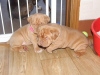 Photo №1. dogue de bordeaux - for sale in the city of Гамбург | 211$ | Announcement № 124480