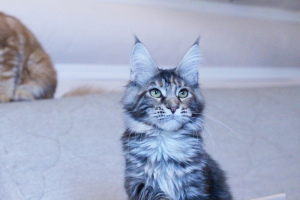 Additional photos: Maine Coon girl from the world champion. tortie silver marble