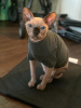 Photo №2 to announcement № 82417 for the sale of sphynx cat - buy in United States private announcement