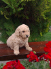 Photo №2 to announcement № 74953 for the sale of labradoodle - buy in Serbia breeder