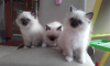 Photo №2 to announcement № 32283 for the sale of ragdoll - buy in Lithuania breeder