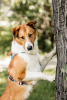 Photo №3. Byron is looking for a home. Russian Federation