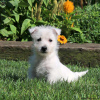 Photo №1. west highland white terrier - for sale in the city of Berlin | negotiated | Announcement № 44770