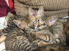 Photo №3. Passionate Savannah Kittens with pedigree for sale to caring homes. United States