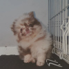 Photo №1. pomeranian - for sale in the city of Dubai | negotiated | Announcement № 35896