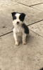 Photo №2 to announcement № 30189 for the sale of border collie - buy in Germany private announcement