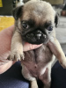 Photo №3. Silver-fawn pug puppies. Russian Federation