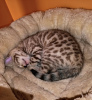 Photo №3. Trained Bengal Cats kittens available for Sale. Germany