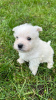 Additional photos: West highland white terrier puppies