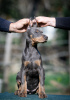 Photo №3. Doberman puppies. Serbia