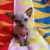 Photo №4. I will sell sphynx cat in the city of Straubing. private announcement, from nursery, breeder - price - 211$