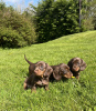 Photo №1. non-pedigree dogs - for sale in the city of Cologne | 264$ | Announcement № 100224