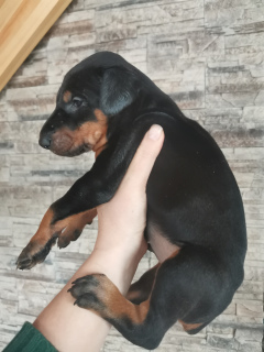 Photo №2 to announcement № 5324 for the sale of dobermann - buy in Russian Federation breeder
