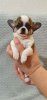 Photo №1. chihuahua - for sale in the city of Москва | 400$ | Announcement № 8252