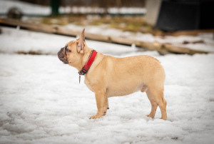Photo №2 to announcement № 5786 for the sale of french bulldog - buy in Russian Federation breeder