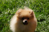 Photo №1. pomeranian - for sale in the city of Москва | 391$ | Announcement № 45917