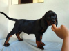 Photo №4. I will sell polish hunting dog in the city of Tymbark. breeder - price - 707$