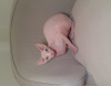 Photo №3. Hairless Elf Kittens with curly ears - TICA REGISTERED. United Kingdom
