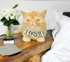 Photo №2 to announcement № 122974 for the sale of persian cat - buy in United States private announcement