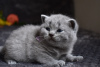 Photo №3. Stunning british shorthair Champion Bloodline Kittens. United States