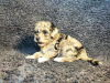 Additional photos: Maltipu puppies for sale