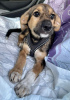 Photo №3. Lucky girl is looking for a home!. Russian Federation