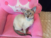 Photo №1. peterbald - for sale in the city of Almaty | 832$ | Announcement № 30211