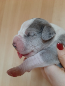 Photo №3. Great Dane puppies. Russian Federation