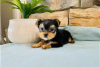 Photo №3. Teacup Yorkshire Terrier Puppy for free adoption. Germany