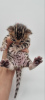 Photo №1. bengal cat - for sale in the city of Berlin | 338$ | Announcement № 96245