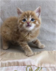 Photo №1. maine coon - for sale in the city of Дортмунд | 549$ | Announcement № 104152