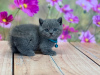 Photo №1. british shorthair - for sale in the city of Raleigh | 300$ | Announcement № 93401