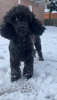 Additional photos: miniature poodle cute puppies