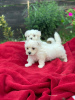 Photo №1. maltese dog - for sale in the city of Kaliningrad | 606$ | Announcement № 10838