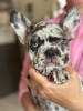 Photo №1. french bulldog - for sale in the city of Kiev | negotiated | Announcement № 52401