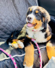 Photo №1. bernese mountain dog - for sale in the city of Франкфурт-на-Майне | 338$ | Announcement № 78592