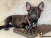 Photo №2 to announcement № 36625 for the sale of french bulldog - buy in Belarus from nursery, breeder
