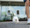 Photo №2 to announcement № 69987 for the sale of pomeranian - buy in Cyprus private announcement