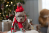 Photo №1. american bully - for sale in the city of New York | 1000$ | Announcement № 82916