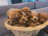 Photo №4. I will sell poodle (toy) in the city of Chania. breeder - price - 444$